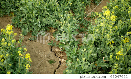 Drought dry field land rape, drying up soil cracked, climate change, environmental disaster earth cracks, death plants animals, soil degradation desertification, Brassica napus colza rapeseed 65047621