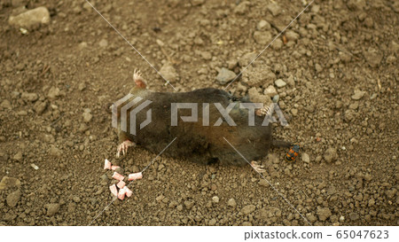Poisoning by poison pellet rodenticides pesticide agriculture against rodents voles mice. mole European Talpa dead death corpse soil ground mouse, burying beetle Nicrophorus vespillo deratization 65047623