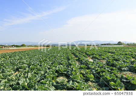 Field (spring) Field (spring) 65047938