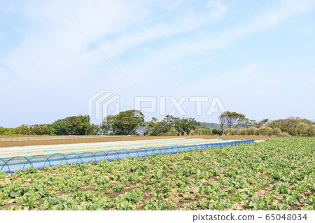 Field (spring) Field (spring) 65048034