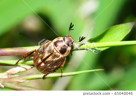 Semadarakogane Semadarakogane 65048046