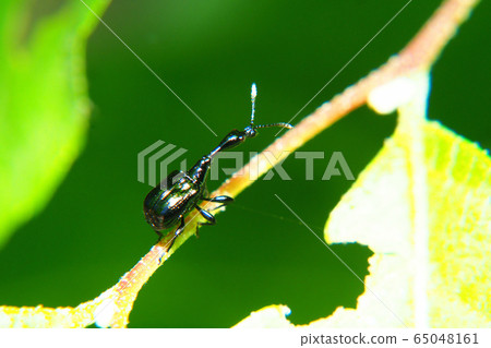 Ego-torukubi otsushibumi(男) Ego-torukubi otsushibumi(男) 65048161