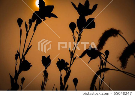 Flower shadow 65048247