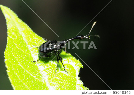 Ego-torukubi otsushibumi（男） 65048345