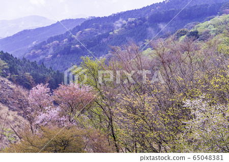 [靜岡縣]櫻花盛開，達磨山高原 65048381