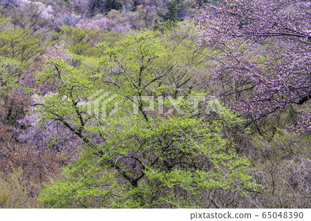 [靜岡縣]櫻花盛開，達磨山高原 65048390