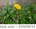 Japanese Tanpopo 65049034