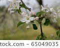 Apple flower 65049035