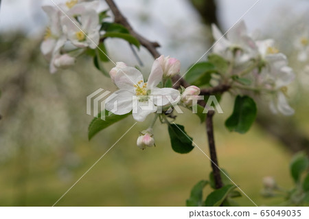 Apple flower 65049035