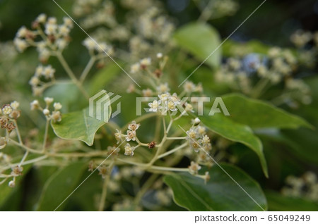 Camphor flowers Camphor flowers 65049249