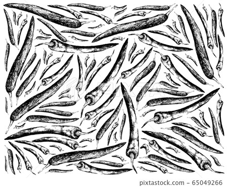Hand Drawn of Chili Peppers on White Background 65049266
