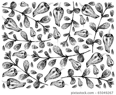 Hand Drawn of Marjoram and Bell Peppers 65049267