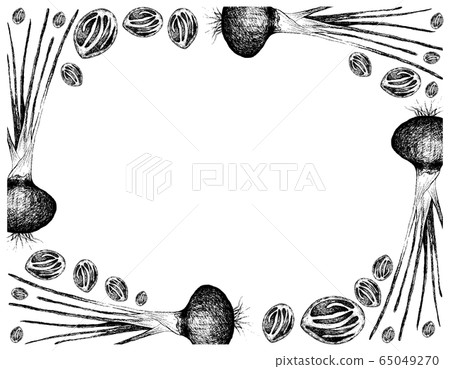 Hand Drawn of Nutmeg Fruits with Shallots Frame Hand Drawn of Nutmeg Fruits with Shallots Frame 65049270