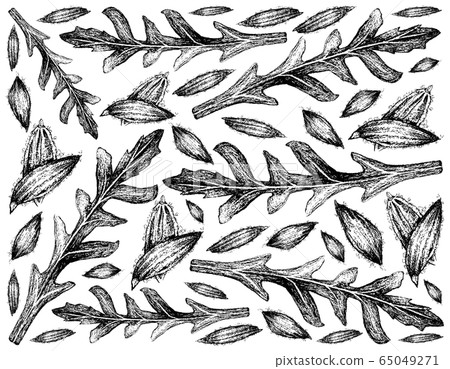 Hand Drawn of Arugula Leaves and Cumin Seeds Hand Drawn of Arugula Leaves and Cumin Seeds 65049271
