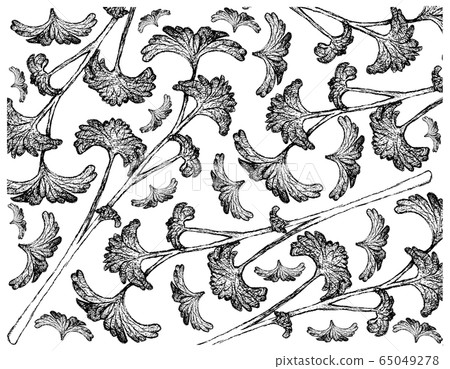 Hand Drawn of Fresh Green Parsley Background - Stock Illustration ...