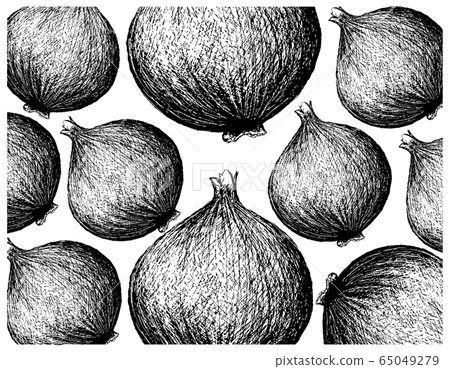 Hand Drawn of Fresh Yellow Onion on White 65049279