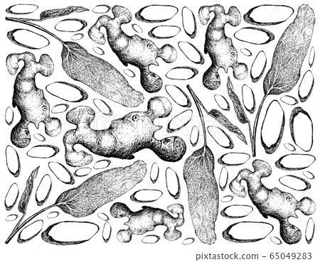 Hand Drawn of Sage and Ginger Root 65049283