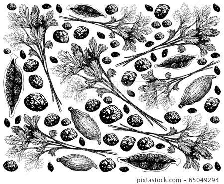 Hand Drawn of Coriander Leaves and Cardamom Pods 65049293