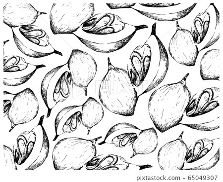 Hand Drawn of Fresh Nutmeg Fruits Background Hand Drawn of Fresh Nutmeg Fruits Background 65049307