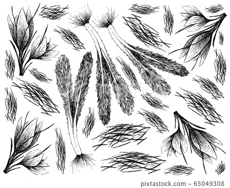 Hand Drawn of Saffron Thread and Culantro Hand Drawn of Saffron Thread and Culantro 65049308