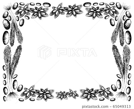 Hand Drawn of Culantro with Star Anise Frame 65049313