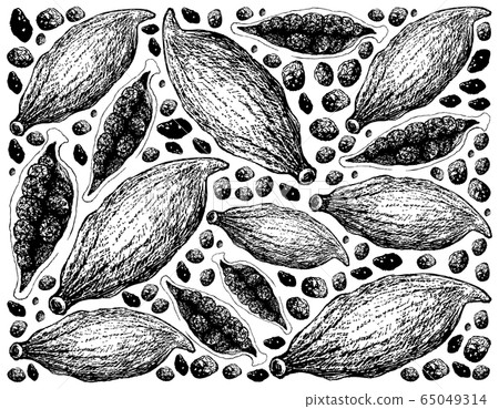 Whole and Half of Fresh Cardamom Pods Background Whole and Half of Fresh Cardamom Pods Background 65049314