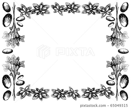 Hand Drawn of Coriander with Star Anise Frame 65049315