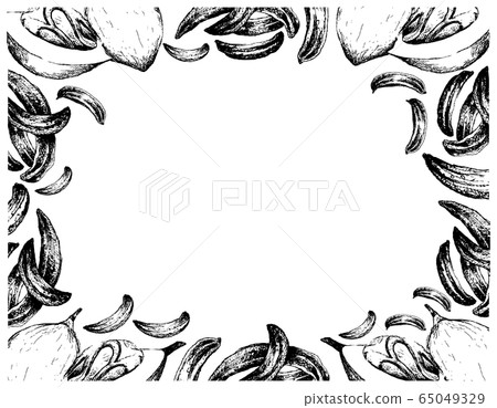 Hand Drawn of Caraway with Nutmeg Fruits Frame Hand Drawn of Caraway with Nutmeg Fruits Frame 65049329