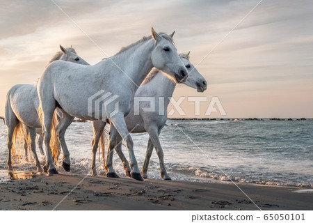White horses in Camargue, France. White horses in Camargue, France. 65050101