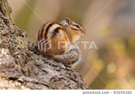 動物，松鼠，哺乳動物 65050160