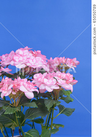 Pinky ring flower 65050789