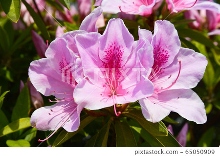 Flowers Flowers 65050909