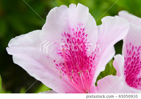 Flowers Flowers 65050910