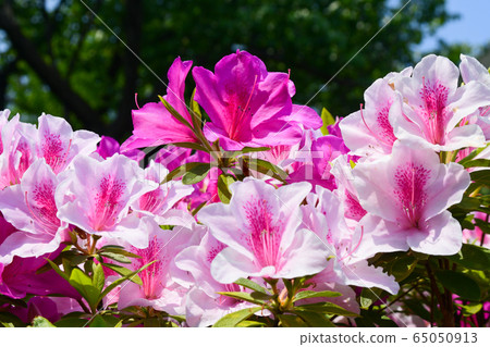 鮮花 65050913