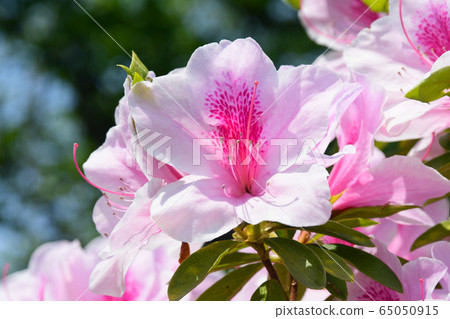 鮮花 鮮花 65050915