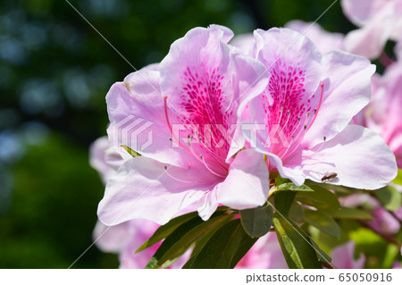 鮮花 鮮花 65050916