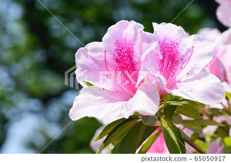 鮮花 鮮花 65050917