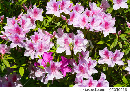 鮮花 65050918
