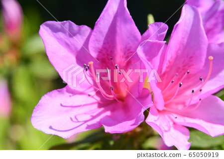 鮮花 鮮花 65050919