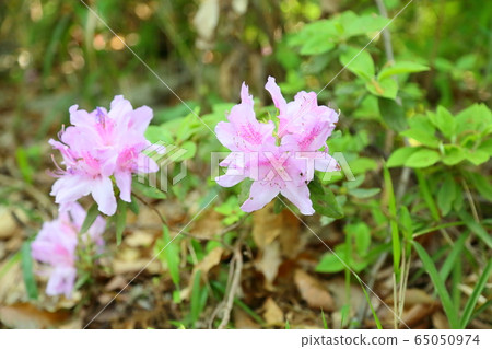 杜鵑花的花 杜鵑花的花 65050974