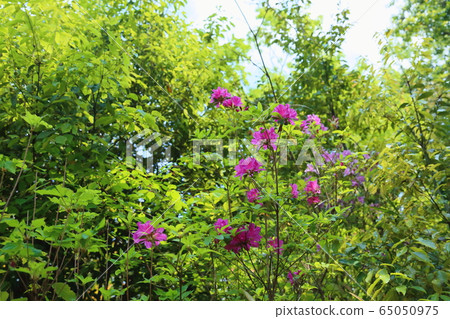 杜鵑花的花 杜鵑花的花 65050975