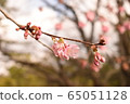 Cherry tree 1 65051128