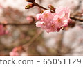 Sakura 2 65051129