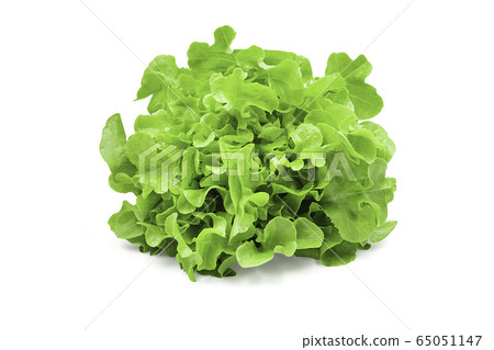 Raw organic green oak lettuce on white isolated Raw organic green oak lettuce on white isolated 65051147