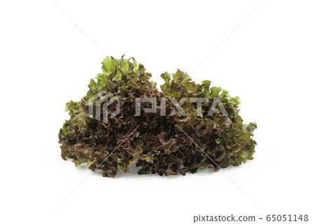 Raw organic red oak lettuce on white isolated Raw organic red oak lettuce on white isolated 65051148