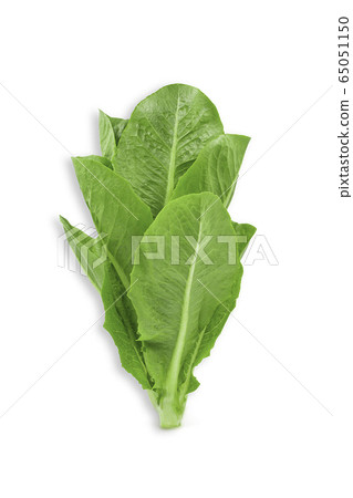 Raw organic romaine lettuce or green cos on white Raw organic romaine lettuce or green cos on white 65051150
