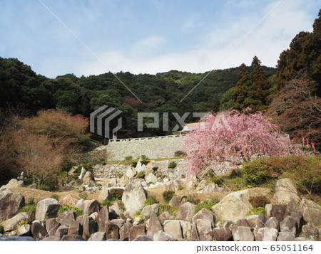 O大島春季帶形觀音 O大島春季帶形觀音 65051164