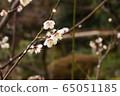 Plum 1 65051185