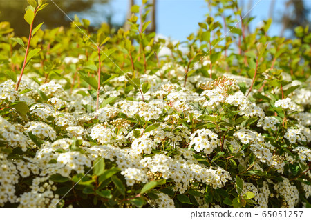 Lush spring white flowering of Spiraea or Bridal Wreath in a sunlight. Lush spring white flowering of Spiraea or Bridal Wreath in a sunlight. 65051257