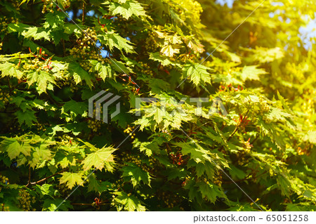 Lush fresh leaves and inflorescences of a plane tree at springtime. Lush fresh leaves and inflorescences of a plane tree at springtime. 65051258